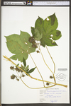 Humulus japonicus