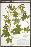 Humulus japonicus