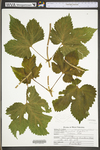 Humulus lupulus var. lupuloides