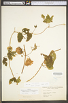 Humulus lupulus var. lupulus