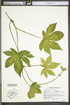 Humulus japonicus