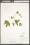 Humulus japonicus