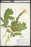 Cleome hassleriana