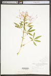 Cleome hassleriana