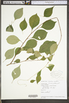 Celastrus scandens