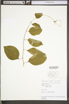 Celastrus scandens