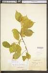 Celastrus scandens