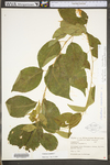 Celastrus scandens