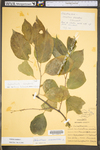 Celastrus scandens