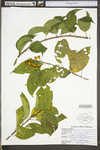 Celastrus scandens