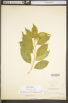 Celastrus scandens