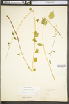 Celastrus scandens