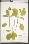 Celastrus scandens