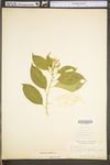 Celastrus scandens