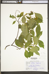 Celastrus scandens