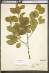 Celastrus scandens