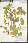 Celastrus scandens