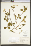 Celastrus scandens