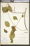 Celastrus scandens