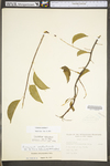 Celastrus scandens