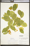 Celastrus scandens