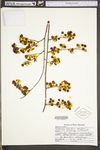 Celastrus scandens