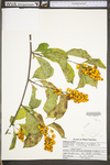 Celastrus scandens