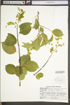 Celastrus scandens