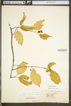 Celastrus scandens