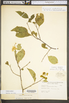 Celastrus scandens