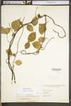 Celastrus scandens