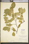 Celastrus scandens