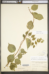 Celastrus scandens