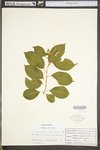 Celastrus scandens