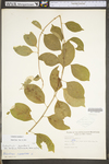 Celastrus scandens