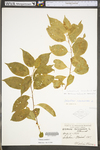 Celastrus scandens