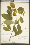 Celastrus scandens