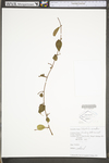 Celastrus scandens