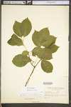 Celastrus scandens