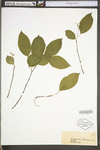 Celastrus scandens