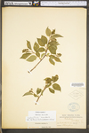 Celastrus scandens