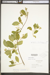 Celastrus scandens