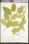 Celastrus scandens