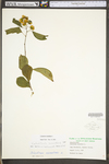 Celastrus scandens