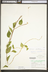 Celastrus scandens