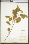 Celastrus scandens