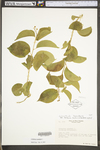 Celastrus scandens