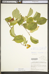 Celastrus scandens