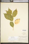 Celastrus scandens