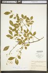 Euonymus alata